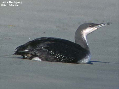 Pacific Loon