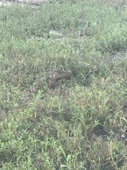 Aramus guarauna image