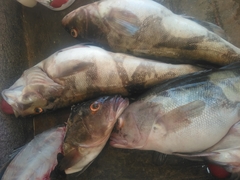 Paralabrax nebulifer