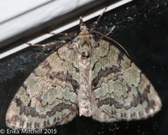 Hydriomena renunciata