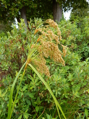 Scirpus pedicellatus