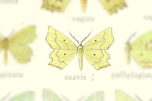 Thalera suavis