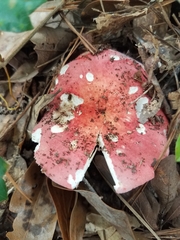 Russula flavisiccans