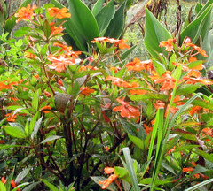 Impatiens hawkeri