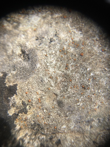 hrdzuľa (Protoblastenia)