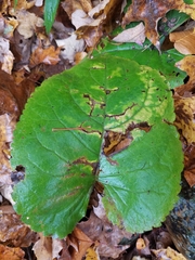 Scrobipalpula manierreorum