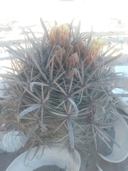 Ferocactus santa-maria