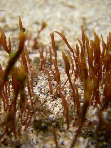 Representative image of Cordylecladia