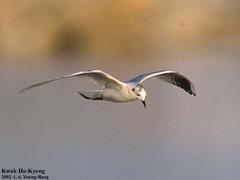 Saundersilarus saundersi