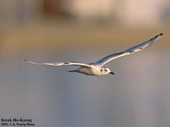 Saundersilarus saundersi