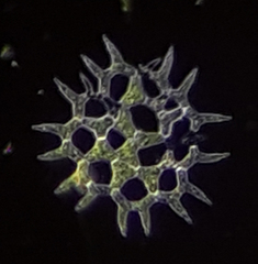 Pediastrum