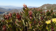 Protea lacticolor