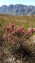Erica tegulifolia