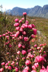 Erica tegulifolia