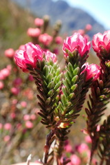 Erica tegulifolia