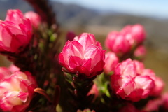 Erica tegulifolia