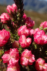 Erica tegulifolia