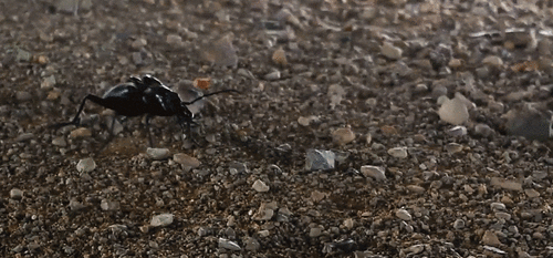 Tyrant Ground Beetle photo 2
