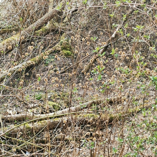 Dipsacus strigosus (Dipsacus strigosus)