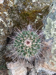 Mammillaria gigantea