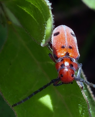 Tetraopes thermophilus
