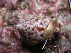 Calliostoma zizyphinum