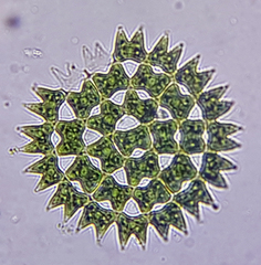 Pediastrum duplex