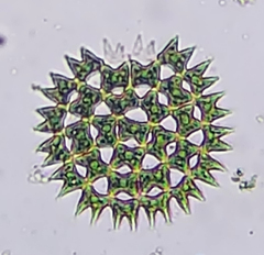 Pediastrum duplex