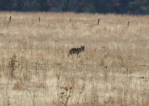Coyote photographed in Idaho