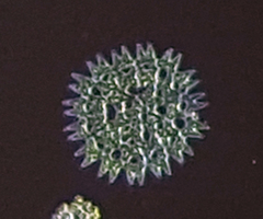Pediastrum duplex