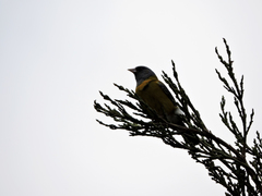 Phrygilus