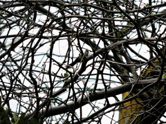 Leptasthenura aegithaloides