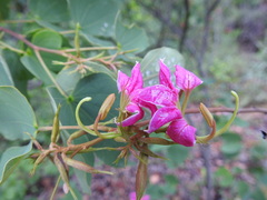 Bauhinia macranthera