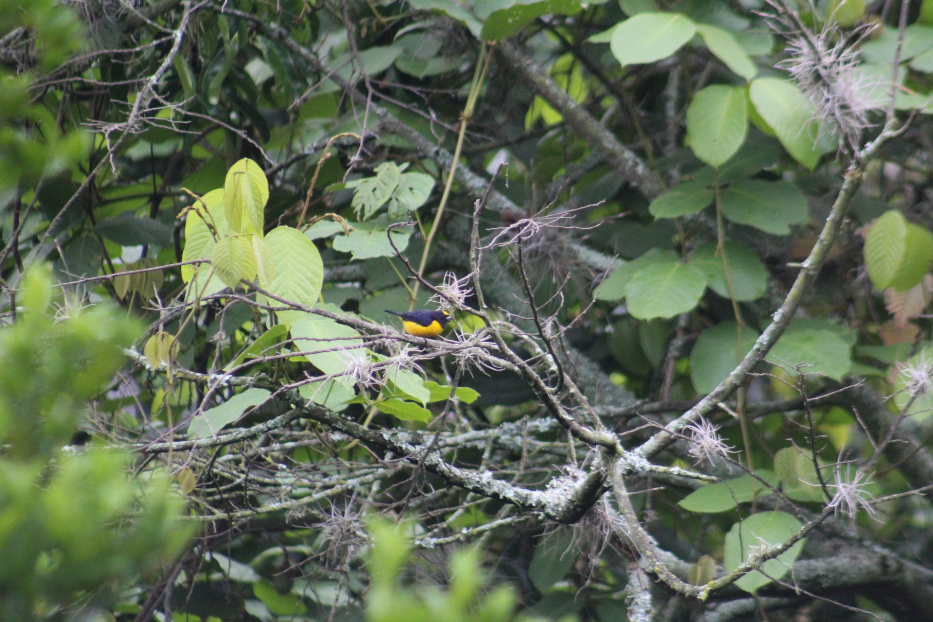 Velvet-fronted Euphonia (Euphonia concinna), photo 5
