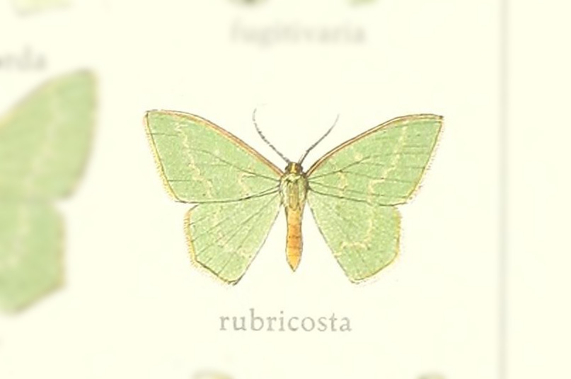 Hemistola rubricosta