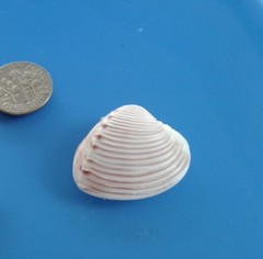 Hysteroconcha dione