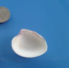 Hysteroconcha dione