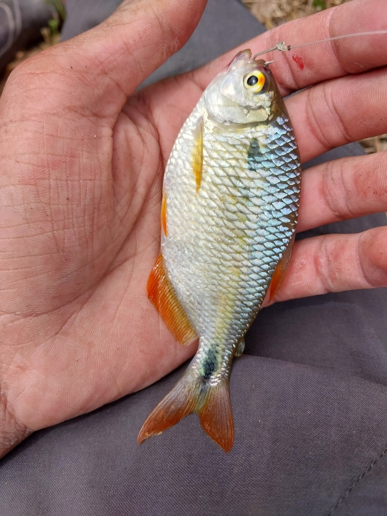Twospot Astyanax