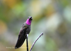 Lampornis amethystinus