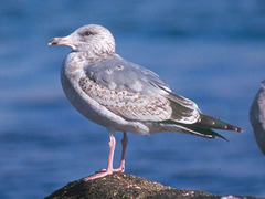 Larus argentatus vegae