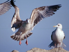 Larus argentatus vegae