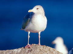 Larus argentatus vegae