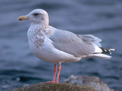 Larus argentatus vegae
