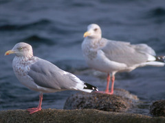 Larus argentatus vegae