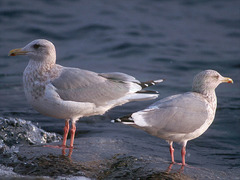 Larus argentatus vegae