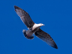Larus argentatus vegae
