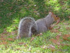 Sciurus carolinensis