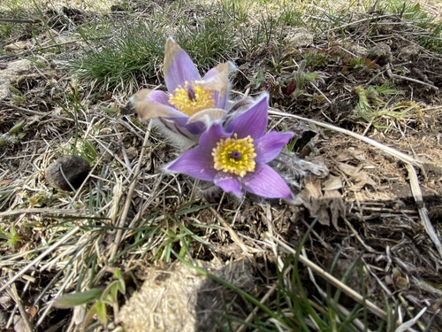 poniklec obyčajný (Pulsatilla vulgaris)