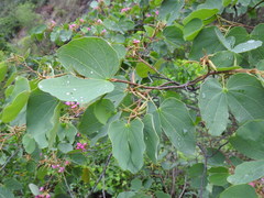 Bauhinia macranthera