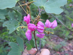 Bauhinia macranthera